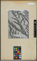Foto von Salix acmophylloides Hausskn. & Bornm.